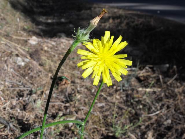 Picris hieracioides